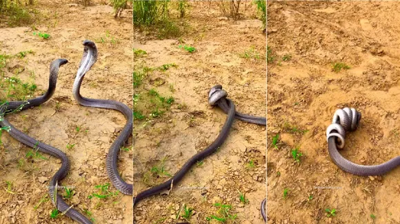 King Cobra viral News