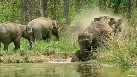 Elephant Video