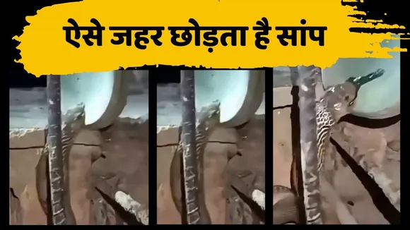 How to a snake releases poison Video Viral
