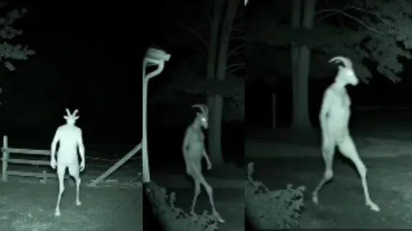 mysterious creature