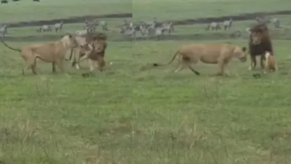 VIRAL NEWS DOG ATTACK LIONS