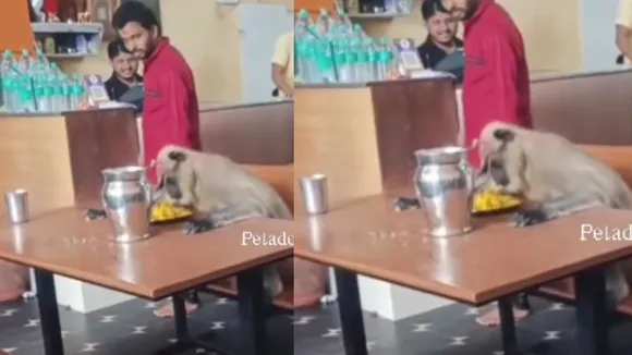viral video on social media monkey