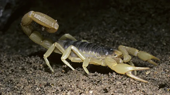 scorpion VIRAL NEWS