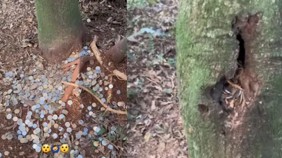 VIRAL VIDEO TREE COIN