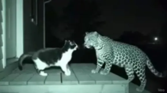 cat leopard viral video