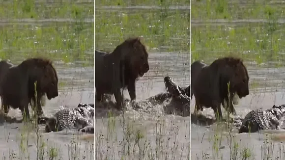 Lion vs Crocodile