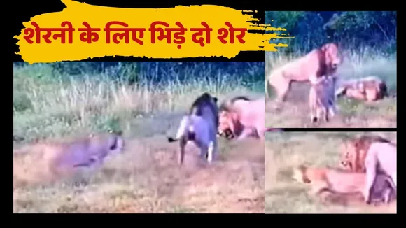 Lions Fight Video viral