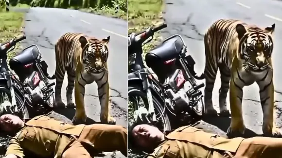 viral tiger attack video