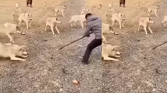 viral video wolf attack