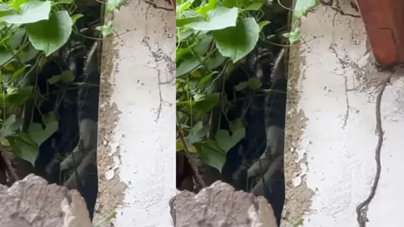 python attack on cat