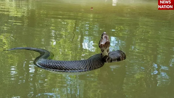 snake