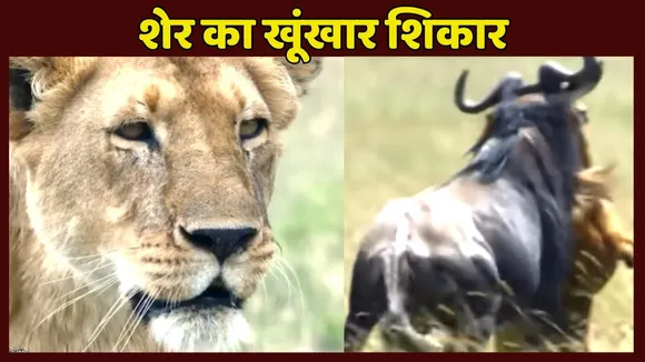 Lion Ruthless Hund video Viral