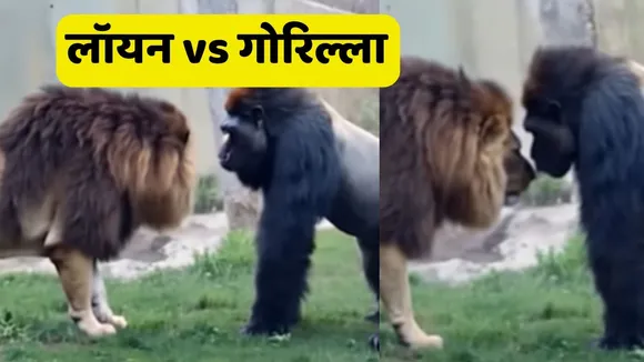 Lion vs Gorilla Video Viral