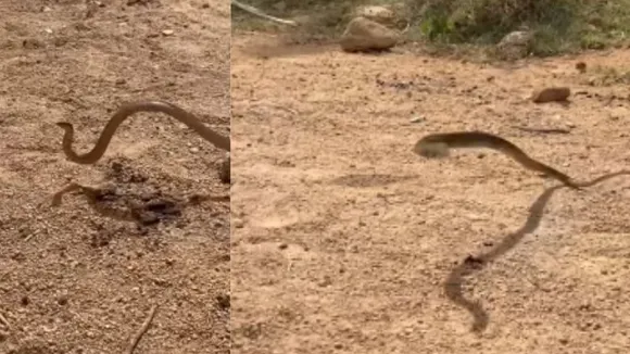 flying snake video