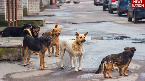 street dogs