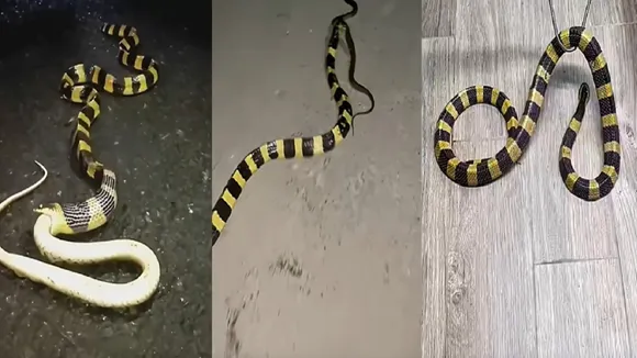 king cobra vs banded krait