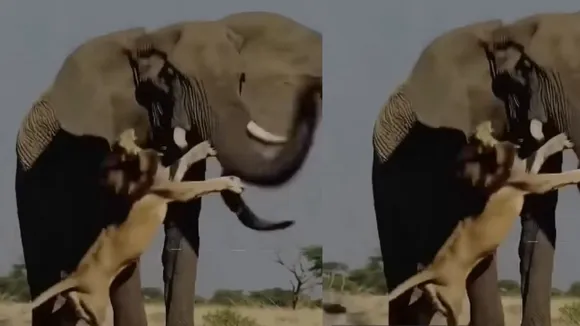 elephant vs lion video