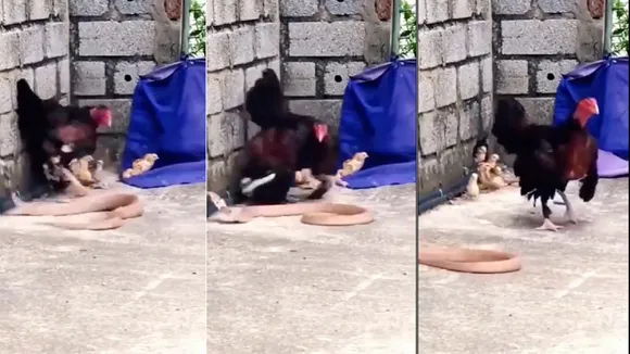 King Cobra vs Chicken