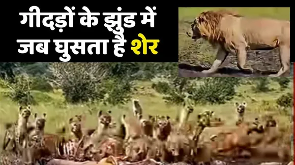 Lion Enter in Hyna Group video