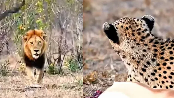 Lion vs Leopard Video