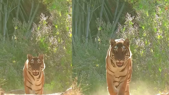 tiger attack video