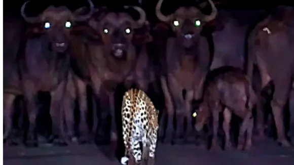 viral video leopard