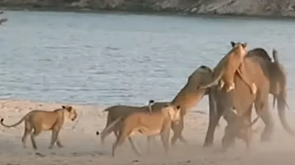 viral video wildlife