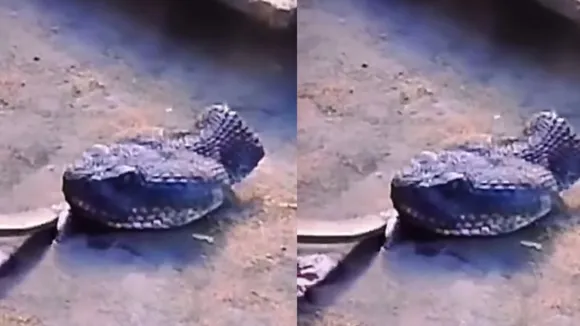 headed snake videos
