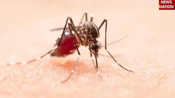 Chikungunya