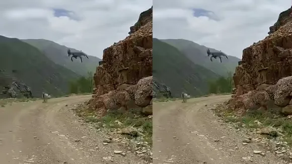 Deer Amazing Jump Video