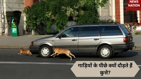 dogs (1)