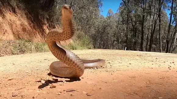 viral flying video