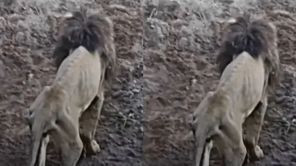 viral old lion video