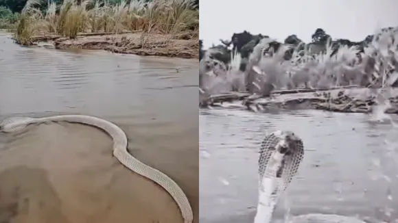 viral snake cobra