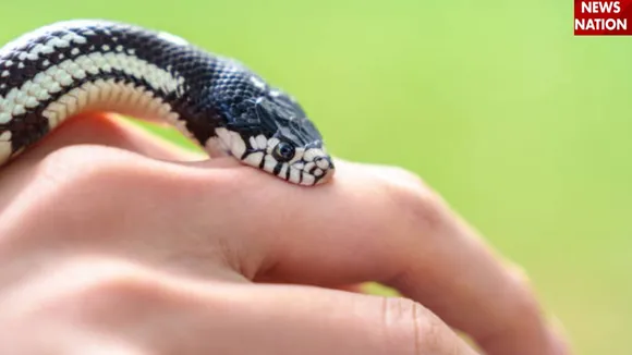 Snake Bite