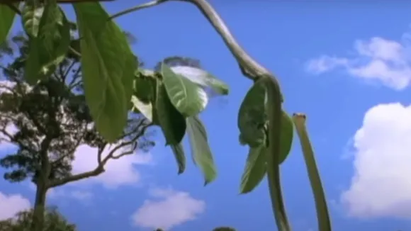 viral video snake