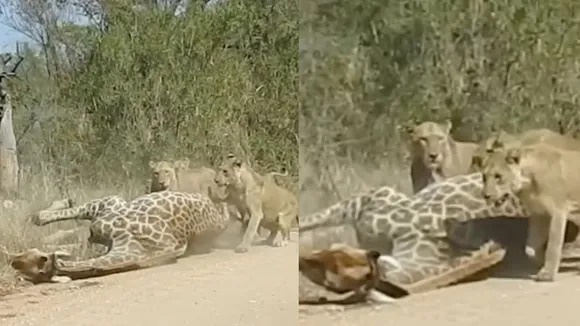 viral wildlife video (3)