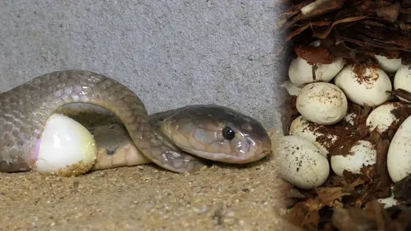 Monocled cobra laying eggs live on camera