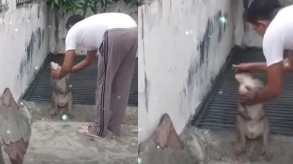 viral monkey video