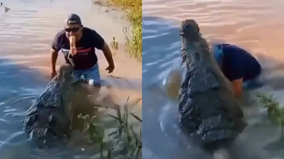 viral video of crocodile