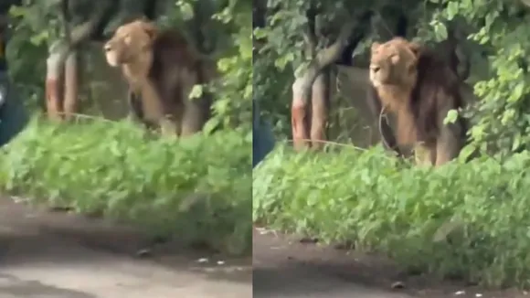 viral wildlife video lion