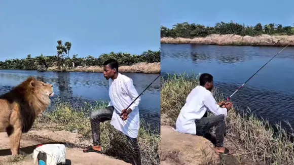 viral lion attack