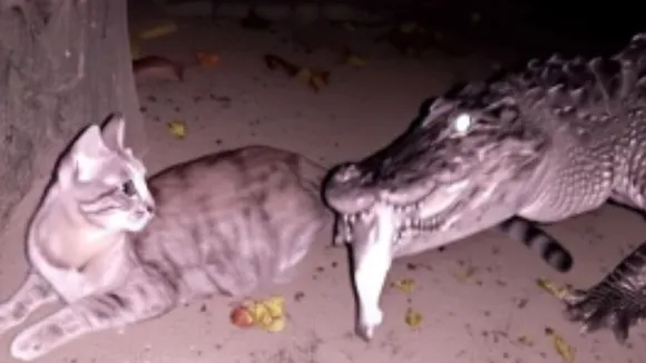 viral video crocodile