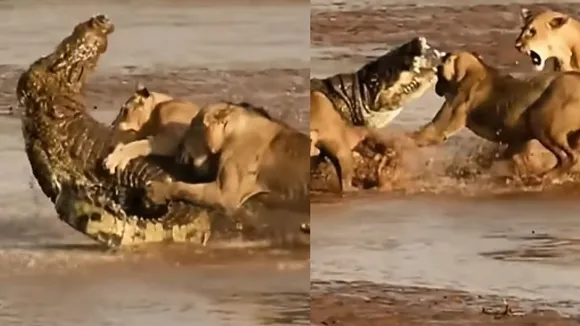 wildlife video (1)