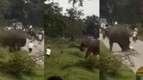 Elephant Video Viral