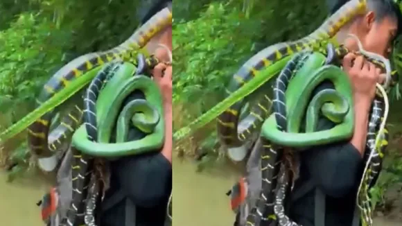 viral snakes video  (1)