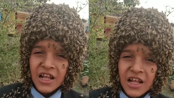 viral video bee