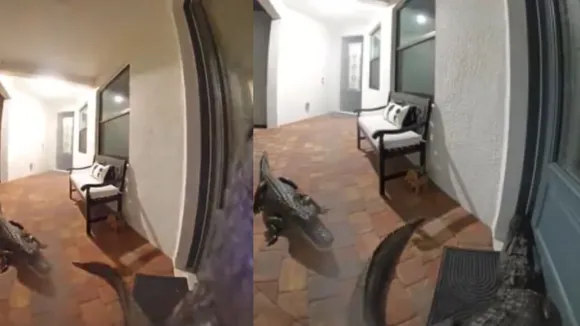 VIRAL VIDEO CROCODILE (1)