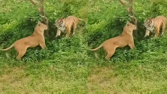 Viral wildlife video (5)