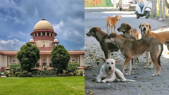 SC on Stray Dogs
